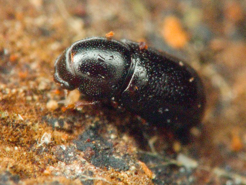 Cis jacquemartii Mellie, 1848